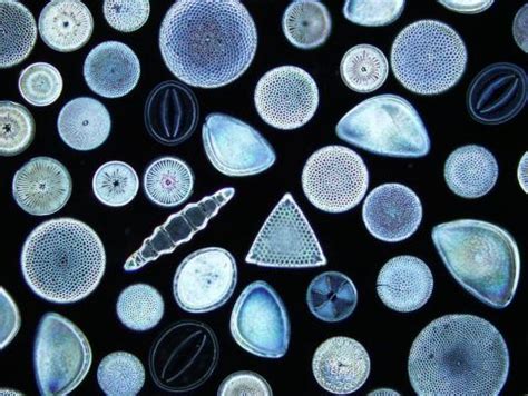 diatom dating